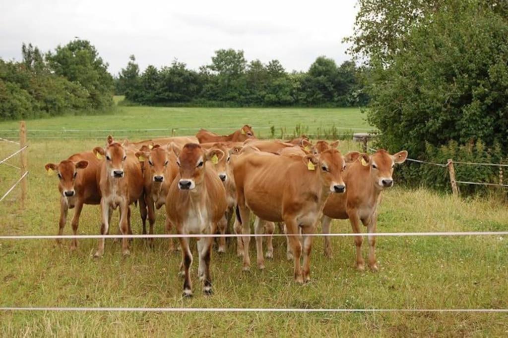 Gite A La Ferme, Au Coeur Du Mene Laurenan Eksteriør billede